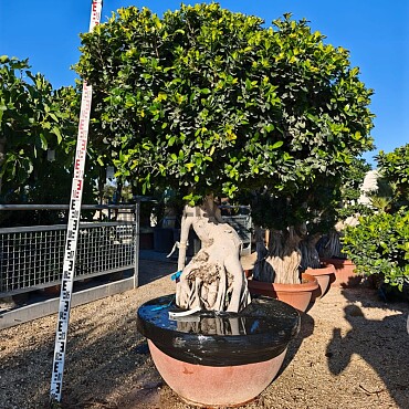 FICUS MICROCARPA - Ciotolo Grande 190cm / vhodné do interiéru