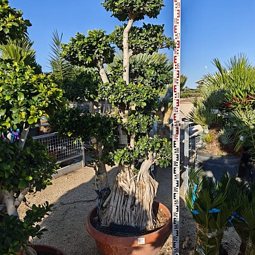 FICUS MICROCARPA - Mediana Ciotola - 190/200cm
