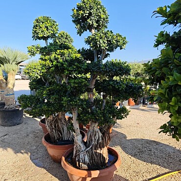 FICUS MICROCARPA - Mediana Ciotola - 190/200cm