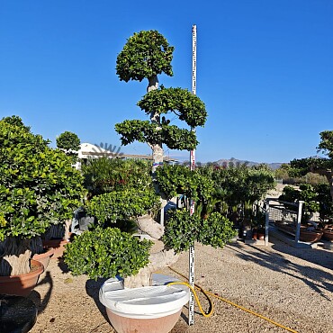 FICUS MICROCARPA - Grande Bonsai - 300cm - vhodné do interiéru