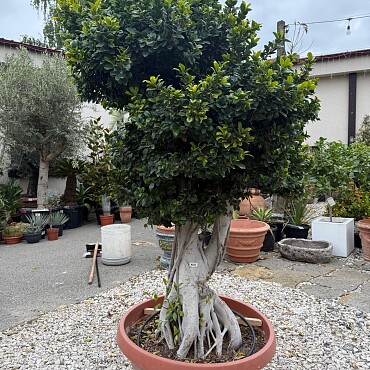 FICUS MICROCARPA / BOWL GRANDE / obvod kmene 60-80cm / výška 220-250cm