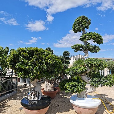 FICUS MICROCARPA - Grande Bonsai - 300cm - vhodné do interiéru