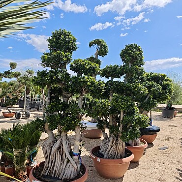 FICUS MICROCARPA - Mediana Ciotola - 190/200cm