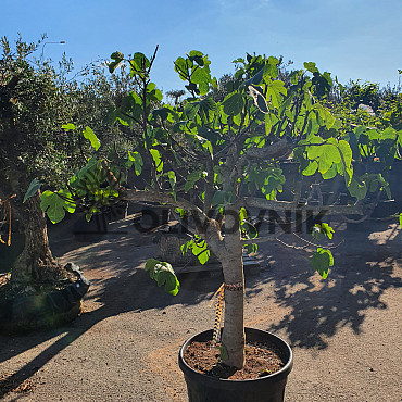 FICUS CARICA PREMIUM - GRANDE (160-200cm)