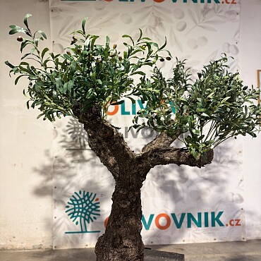 Olivovník Evropský - Bonsai / 155cm / umělá koruna + olivový kmen