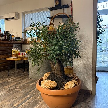Olivovník Evropský - Bonsai / 140cm / umělá koruna + olivový kmen