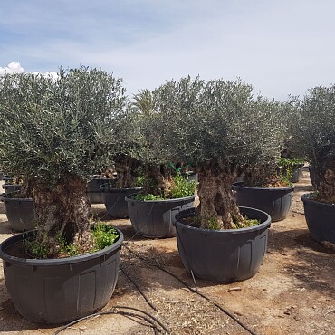 Olea Europea Bonsai - Olivovník Evropský