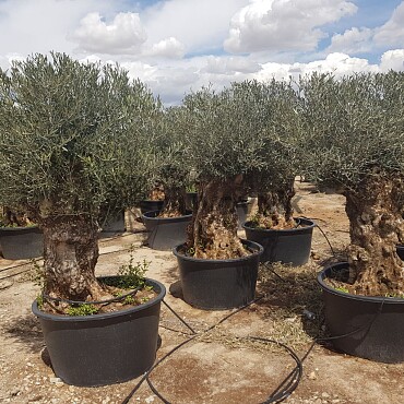 Olivovník Evropský - Bonsai