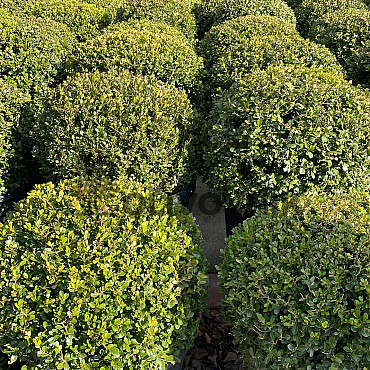 Buxus Sempervirens - Zimostráz vždyzelený
