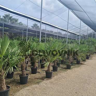 AKCE Trachycarpus Fortunei - mrazuvzdorná palma (-17C)