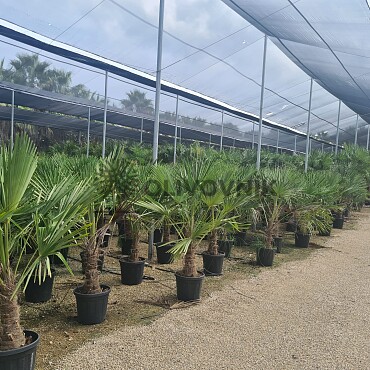 2026 Rezervace / Trachycarpus Fortunei - mrazuvzdorná palma (-17C)
