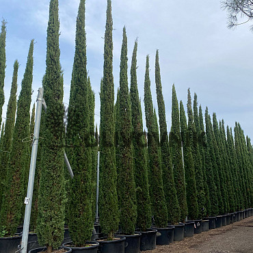 Cypřiš stálezelený - Cupressus Sempervirens Stricta - Totem