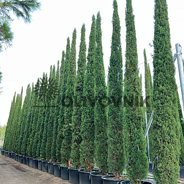 Cypřiš stálezelený - Cupressus Sempervirens Stricta - Totem EXTRA