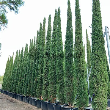2026 Rezervace / Cypřiš stálezelený - Cupressus Sempervirens - Totem Garda