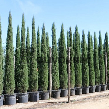 Cypřiš stálezelený - Cupressus Sempervirens Stricta - Totem EXTRA