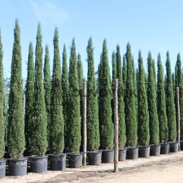 2026 Rezervace / Cypřiš stálezelený - Cupressus Sempervirens - Totem Garda