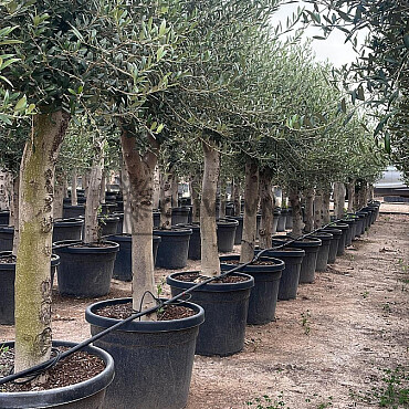 2026 Rezervace / Olivovník Evropský - Intensivo