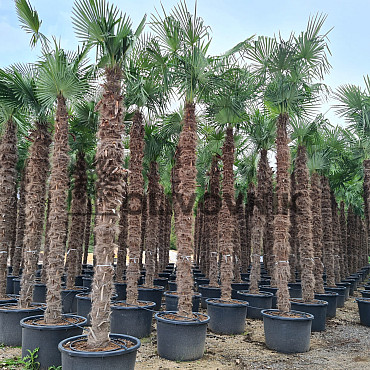 AKCE Trachycarpus Fortunei - mrazuvzdorná palma (-17C)