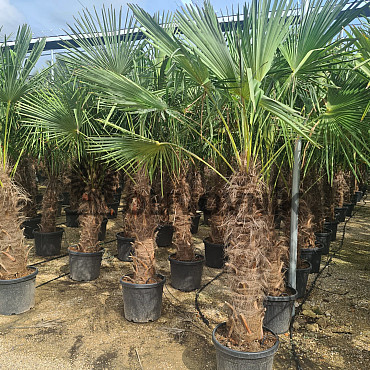 AKCE Trachycarpus Fortunei - mrazuvzdorná palma (-17C)