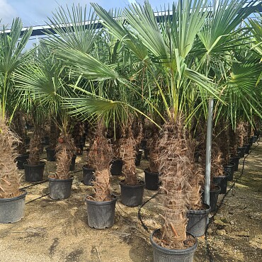 2026 Rezervace / Trachycarpus Fortunei - mrazuvzdorná palma (-17C)