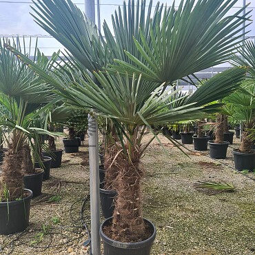 2026 Rezervace / Trachycarpus Fortunei - mrazuvzdorná palma (-17C)