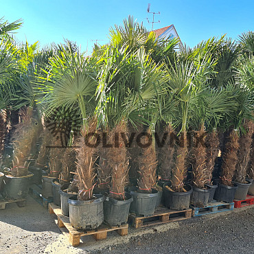 AKCE Trachycarpus Fortunei - mrazuvzdorná palma (-17C)