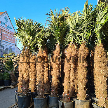 AKCE Trachycarpus Fortunei - mrazuvzdorná palma (-17C)