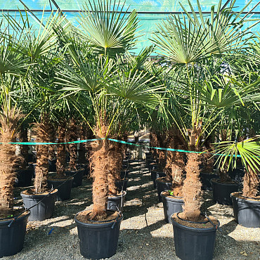 AKCE Trachycarpus Fortunei - mrazuvzdorná palma (-17C)