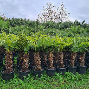 AKCE Trachycarpus Fortunei - mrazuvzdorná palma (-17C)