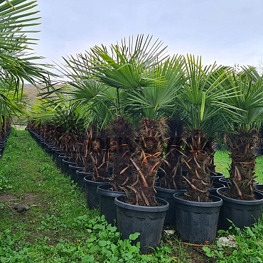 AKCE Trachycarpus Fortunei - mrazuvzdorná palma (-17C)