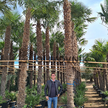 Trachycarpus Fortunei - mrazuvzdorná palma (-17C) / TOP CENA