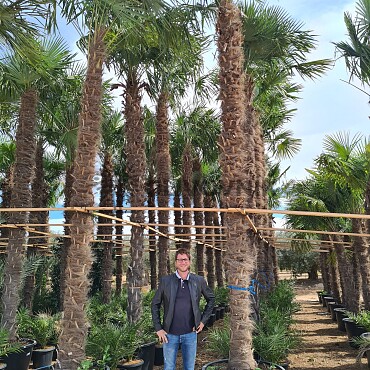 2026 Rezervace / Trachycarpus Fortunei - mrazuvzdorná palma (-17C)