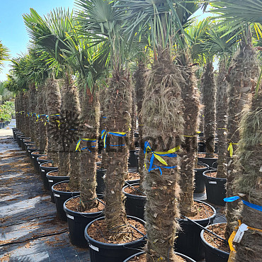 AKCE Trachycarpus Fortunei - mrazuvzdorná palma (-17C)