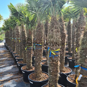 2026 Rezervace / Trachycarpus Fortunei - mrazuvzdorná palma (-17C)