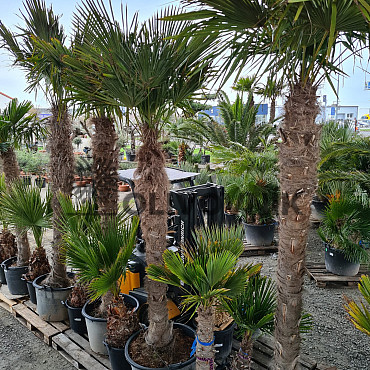 AKCE Trachycarpus Fortunei - mrazuvzdorná palma (-17C)