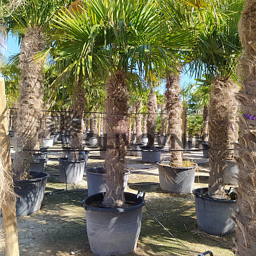 AKCE Trachycarpus Fortunei - mrazuvzdorná palma (-17C)