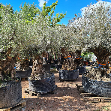 Olivovník Bonsaj - Olea Europaea Bonsai