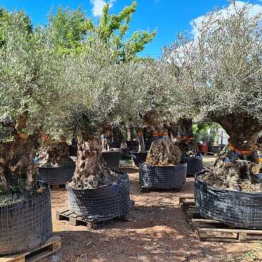 Olivovník Bonsaj - Olea Europaea Bonsai