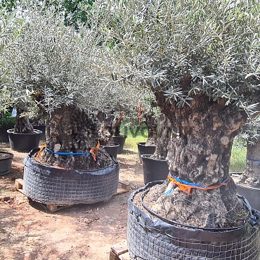 Olivovník Bonsaj - Olea Europaea Bonsai