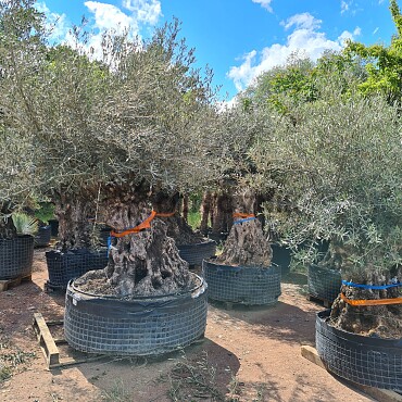 Olivovník Bonsaj - Olea Europaea Bonsai