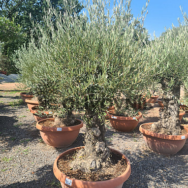 Olivovník Evropský - Bonsai Q75/Q90 - TOP CENA