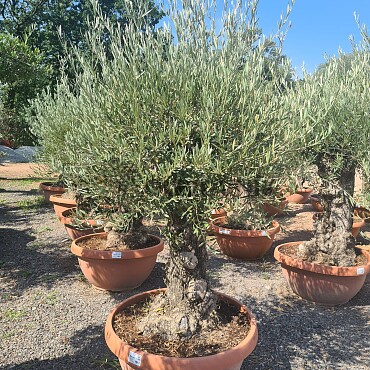 2026 Rezervace /Olivovník Evropský - Bonsai Q75/Q90 - TOP CENA