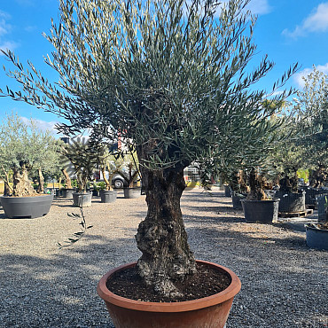 Olivovník Evropský - Bonsai Q75/Q90 - TOP CENA