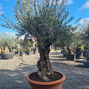 2026 Rezervace /Olivovník Evropský - Bonsai Q75/Q90 - TOP CENA