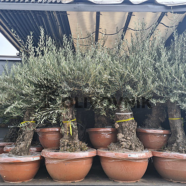 Olivovník Evropský - Bonsai Q75/Q90 - TOP CENA