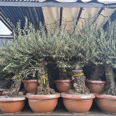 2026 Rezervace /Olivovník Evropský - Bonsai Q75/Q90 - TOP CENA