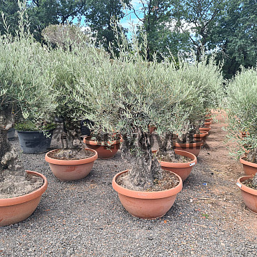 Olivovník Evropský - Bonsai Q75/Q90 - TOP CENA
