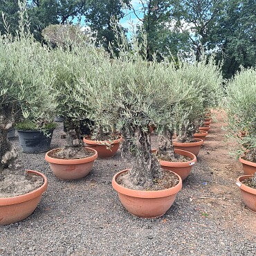 2026 Rezervace /Olivovník Evropský - Bonsai Q75/Q90 - TOP CENA