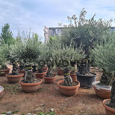 Olivovník Evropský - Bonsai Q75/Q90 - TOP CENA