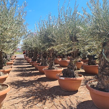 2026 Rezervace /Olivovník Evropský - Bonsai Q75/Q90 - TOP CENA